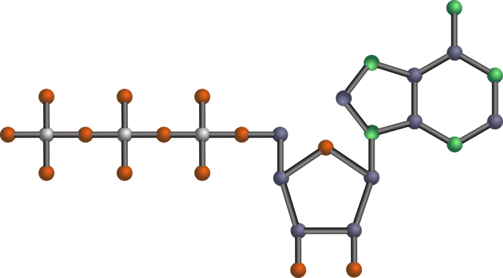 ATP Molekül