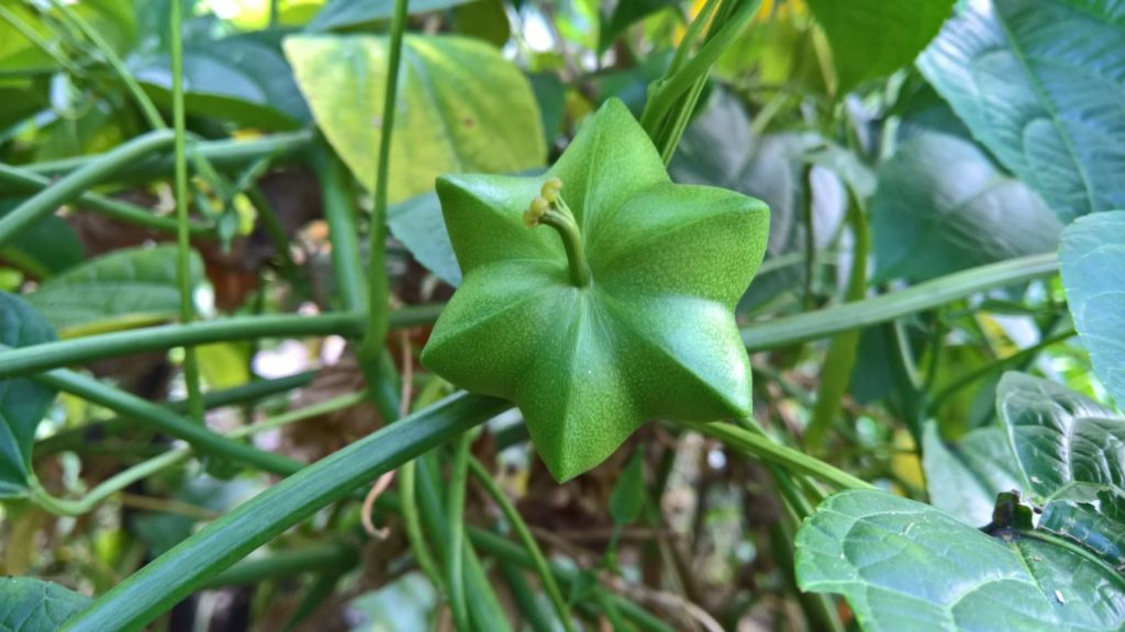 Sacha Inchi Pflanze