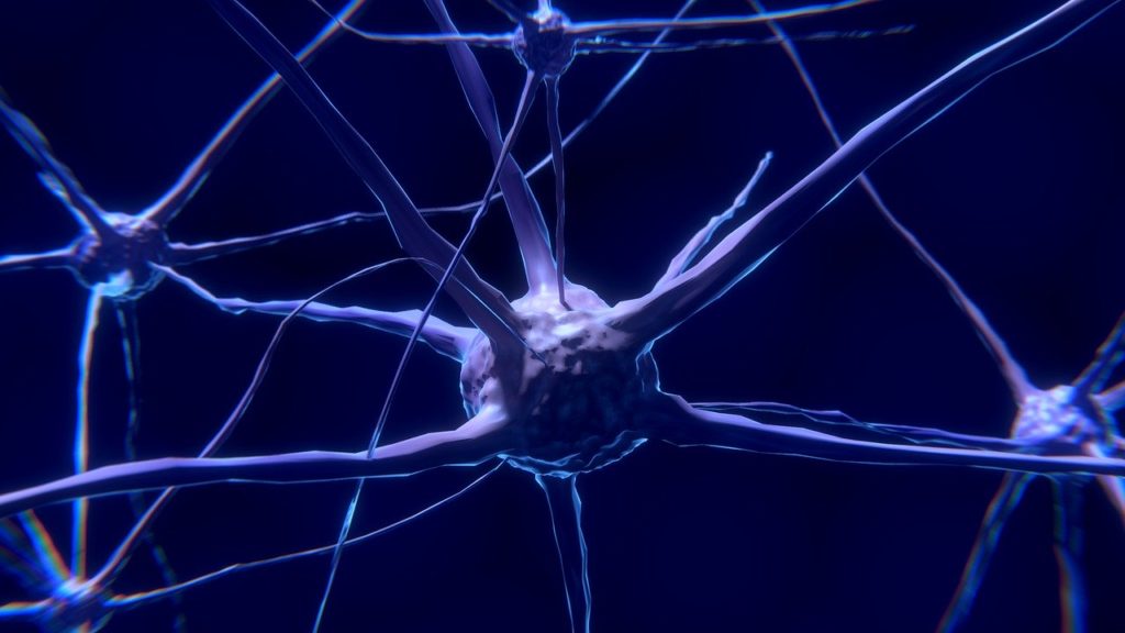 Nervenzelle.
Eine Creatinkur kann für neurologische Krankheiten vorteilhaft sein.